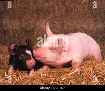 Old Berkshire Large White piglets Stock Photo
