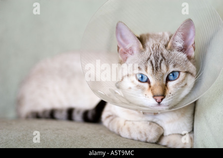 young cat wearing buster collar after surgery Stock Photo