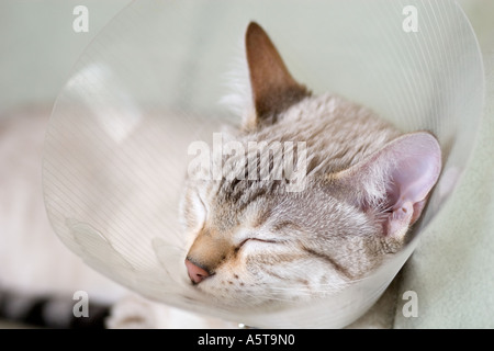 young cat wearing buster collar after surgery Stock Photo