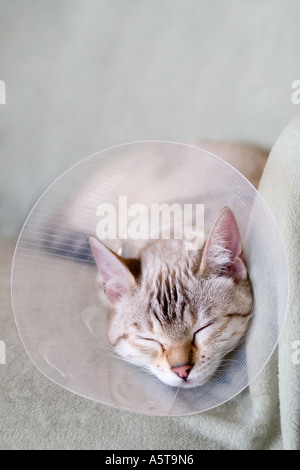 young cat wearing buster collar after surgery Stock Photo