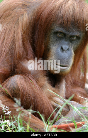Orangutan mother and baby Motherly love Stock Photo