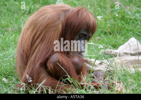 Orangutan mother and baby Motherly love Stock Photo