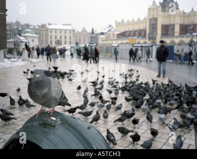 Poland, Cracow, pigeons on the Main Square Stock Photo