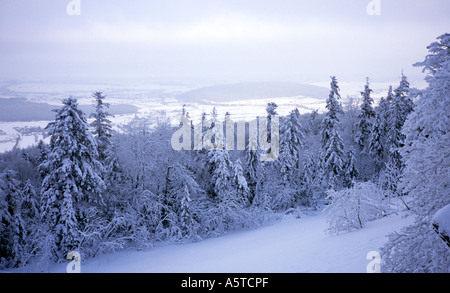 Poland, Swietokrzyskie fir wilderness 'Goloborze' Baldhead Mountain Slope' near 'Swiety Krzyz' - 'Holy Cross  mountain' Stock Photo