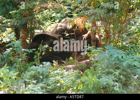 Brown bear mother Ursus arctos nursing her one and a half years old cubs in a thicket  Stock Photo