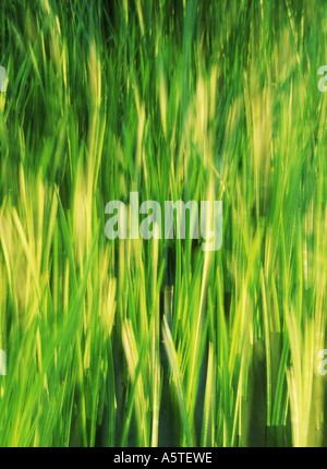 Long stalks of green grass blowing in the wind Stock Photo