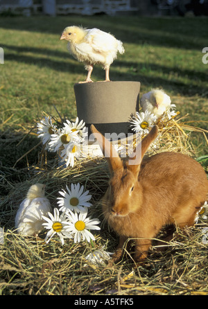 Spring Scene. Easter Rabbit, with three chicks.One perched on Top Hat  others in the hay  amongst the daises. Stock Photo