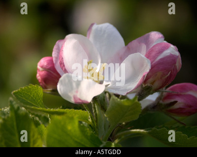 Cluster of Apple blossom Stock Photo