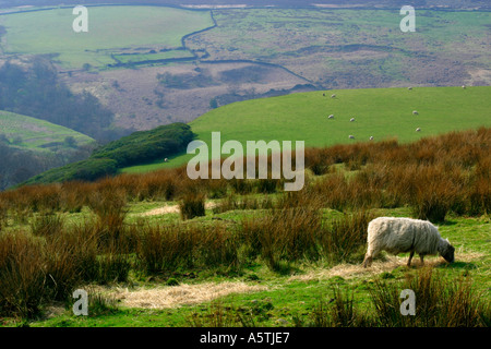 View towards Bradfield Moors showing the tower at Sugworth Hall in the Peak District South Yorkshire England UK Stock Photo