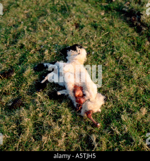 A dead lamb lying in a field at lambing time in spring savaged killed by a fox or crow with intestines exposed Wales UK  KATHY DEWITT Stock Photo