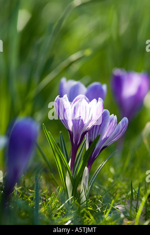 lilac spring crocusses Crocus Vernus Vernus Stock Photo