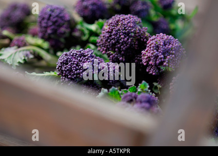 organic purple sprouting broccoli Stock Photo