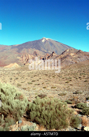 A View of the Volcanic Mountain, Mt Teide. Tenerife National Park, Canary Islands. With Teide Broom, Spartocytisus supranubius. Stock Photo