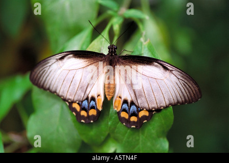 Female Large Citrus Butterfly, Papilio aegeus, aka Orchard Butterfly or Orchard Swallowtail, Papilionidae Stock Photo