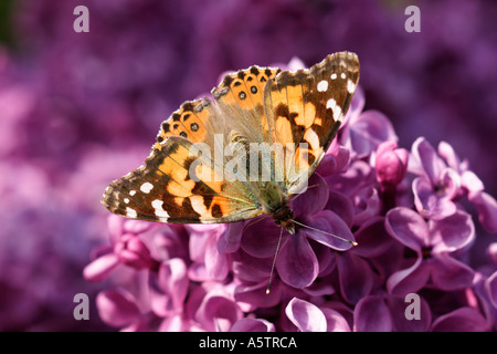 Painted Lady Butterfly on Lilac Flowers Stock Photo