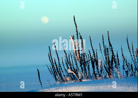 Frozen Purple Loosestrife plants and moonrise in the lake Vansjø, Østfold, Norway. Vansjø is a part of the water system called Morsavassdraget. Stock Photo