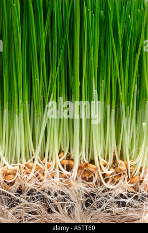cross section view of a plant with its roots Stock Photo - Alamy