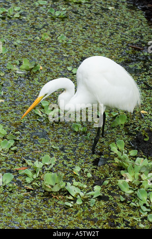 Great Egret (Egretta alba) Audubon Corkscrew Swamp Sanctuary, Southern FLORIDA Stock Photo