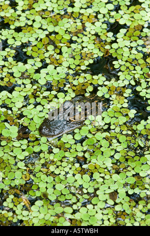 American Alligator (Alligator mississippiensis) In duckweed, Audubon Corkscrew Swamp Sanctuary, South Florida Stock Photo