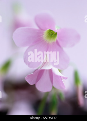 PURPLE SHAMROCK Oxalis triangularis Two soft pink flowers in close up backlit against a pale pink pastel background Stock Photo