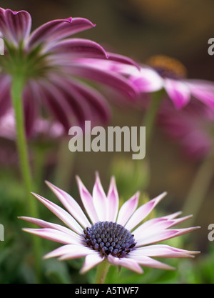 OSTEOSPERMUM SILVIA or African Daisy differentially focused on centre of pink and white flower with other flowers blurred Stock Photo