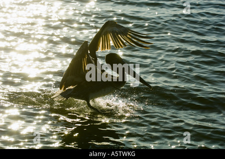 Brown Pelican (Pelecanus occidentalis) juvenile in flight, West Coast Florida USA Stock Photo