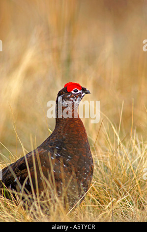 Red Grouse Male in Spring.  XBI 4998-467 Stock Photo
