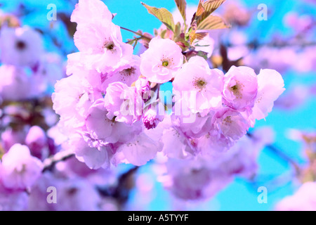 COMMON NAME: Cherry blossom LATIN NAME: Prunus Stock Photo - Alamy