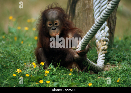 young Sumatran Orangutan / Pongo pygmaeus abeli Stock Photo
