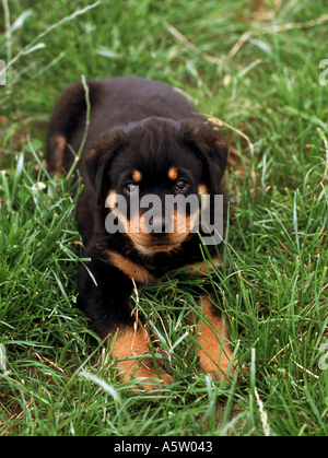 rottweiler - puppy lying on meadow Stock Photo