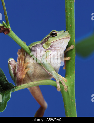 European treefrog - climbing / Hyla arborea Stock Photo