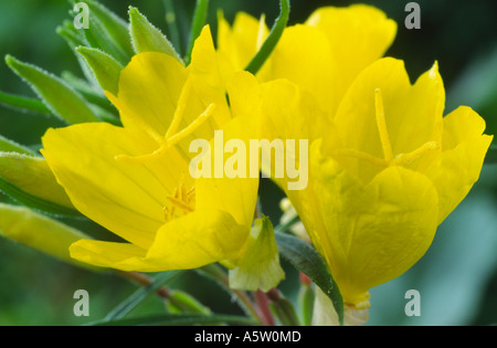 Oenothera 'African Sun'. Evening primrose, Sundrops. Stock Photo