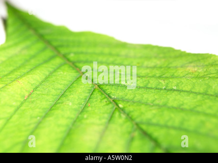 a green conker tree leaf Stock Photo