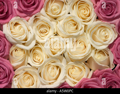 Full frame shot of beutiful roses. Stock Photo
