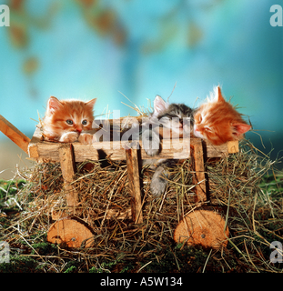Domestic cat. Three kittens in handcart with hay Stock Photo