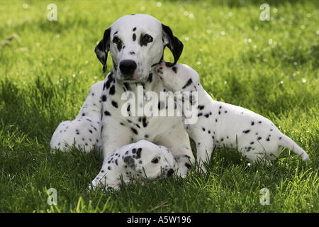 Dalmatian dog and two puppies on meadow Stock Photo