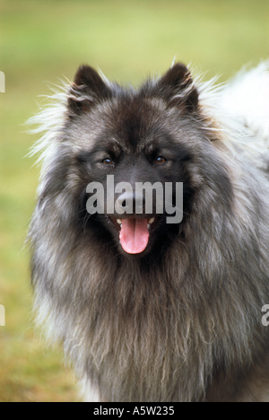 Keeshond - portrait Stock Photo