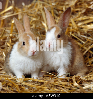 two dwarf rabbits in straw Stock Photo