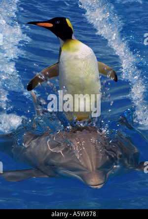 penguin on dolphin Stock Photo