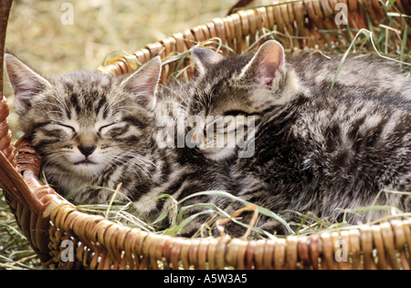 Domestic cat. Two tabby kittens sleeping in a basket filled with hay Stock Photo