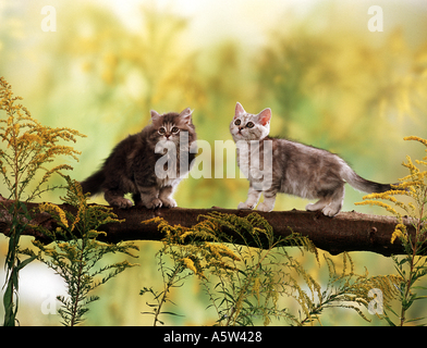 two domestic cat kittens on tree Stock Photo
