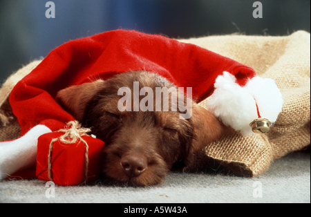 Christmas: wire-haired dachshund dog - sleeping under Santa Claus cap Stock Photo