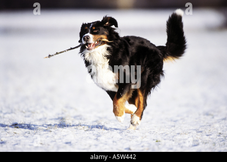 Bernese mountain dog running on snow with stick in muzzle Stock Photo