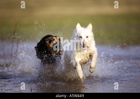 White Swiss Shepherd dog and half breed dog - running in water Stock Photo
