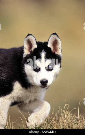 Siberian Husky - puppy walking Stock Photo