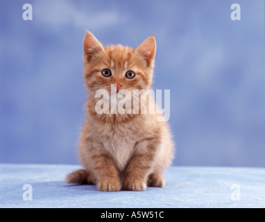 young red cat - sitting - cut out Stock Photo
