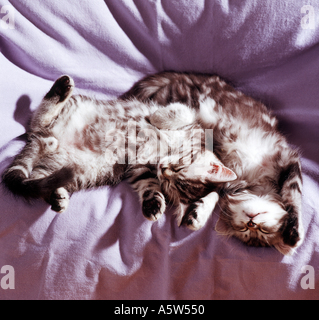 two sleeping domestic kitten Stock Photo