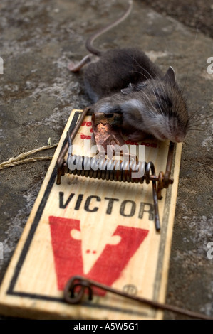 A dead mouse in a Victor mouse trap. House mouse, Mus musculus ...