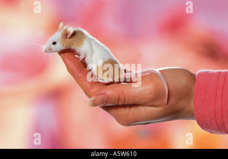 fancy mouse on hand Stock Photo