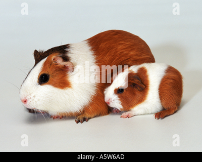 smooth-haired guinea pig with cub Stock Photo